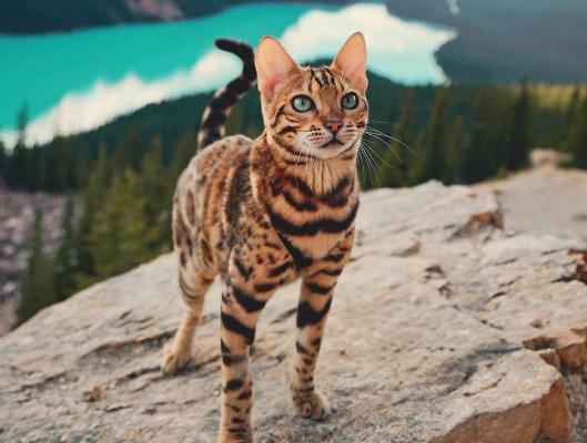 猫咪大战争功夫猫值得买吗,猫咪大战争打三阶功夫猫