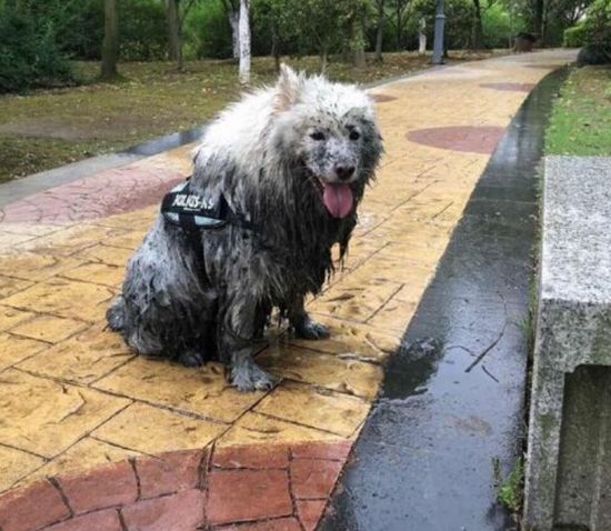 微笑天使萨摩耶犬,微笑天使萨摩耶好养吗