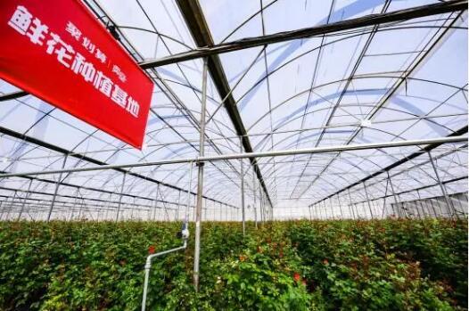 三天卖光千亩顶级玫瑰，聚划算如何将品质性价比做到极致？