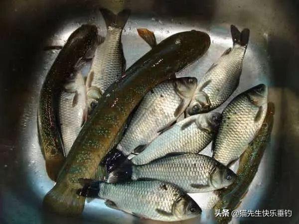 它全身披满点点星光，营养丰富，详解野钓稀缺鱼种——七星鱼