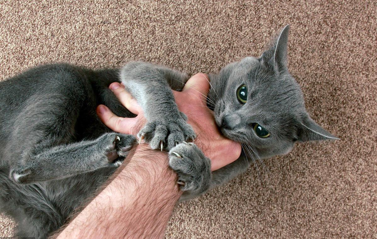 猫咬人教学,猫咬人抓人要怎么教育它