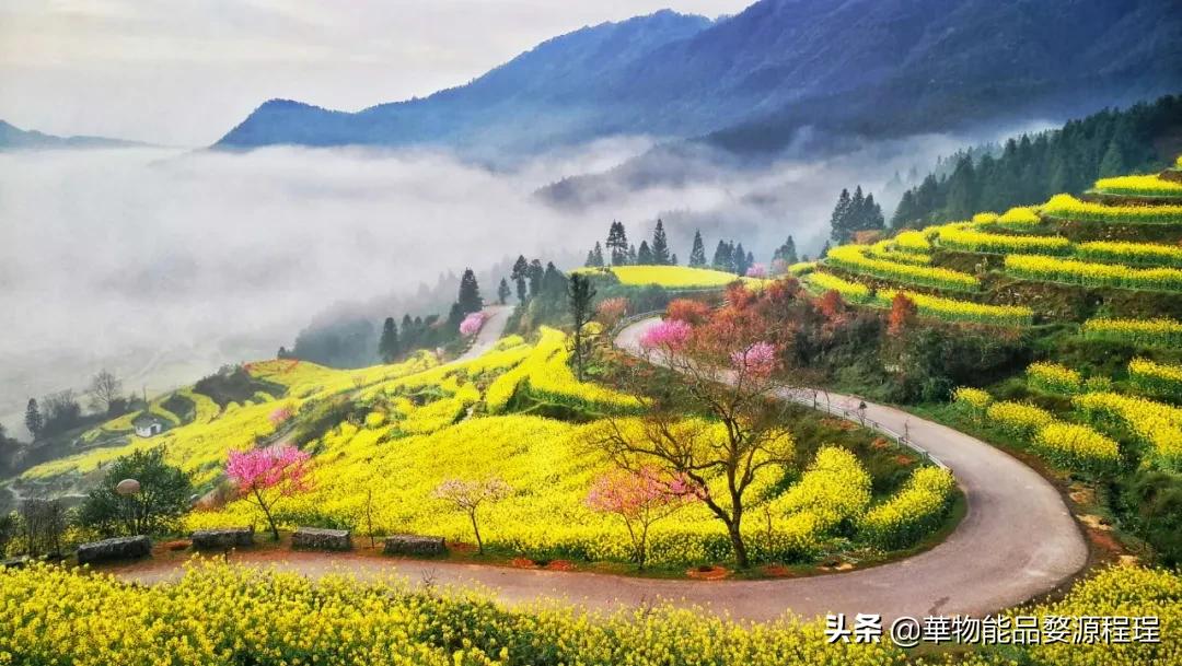 婺源这片仙境般的油菜花田已上线！超级美腻！赶紧约起来