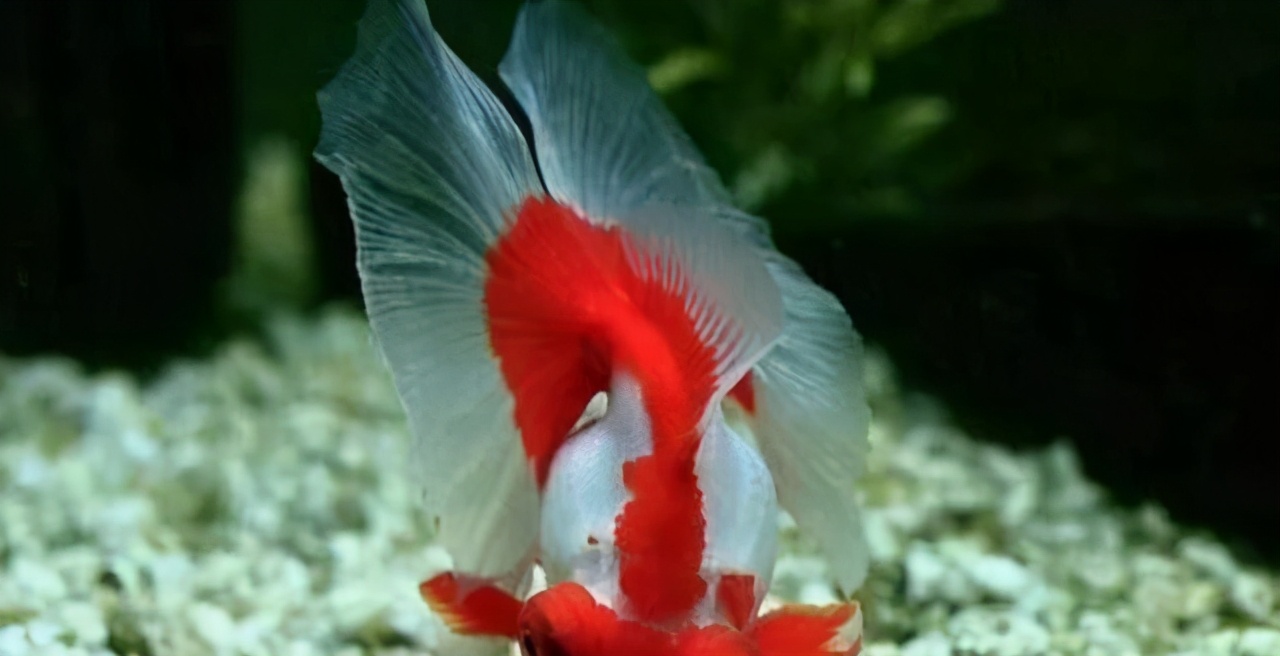 饲养宠物注意事项,宠物的饲养管理与注意事项