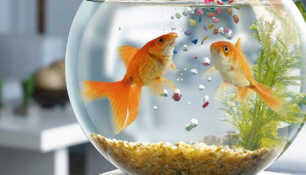 被“青春伤痛文学”冤枉了十几年，金鱼：我的记忆真的不止7秒