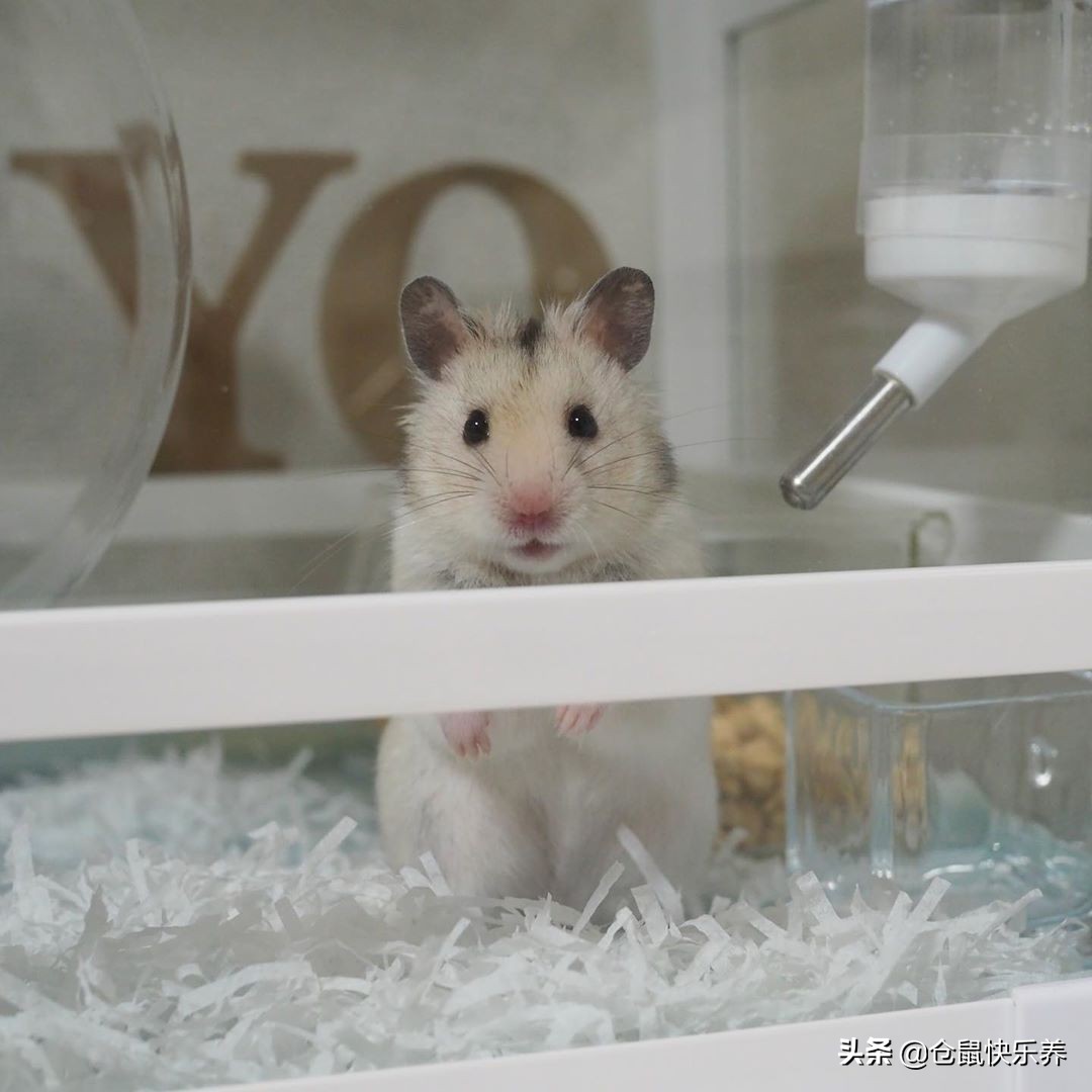 仓鼠半夜跑出笼子怎么找,仓鼠半夜在笼子里跑来跑去