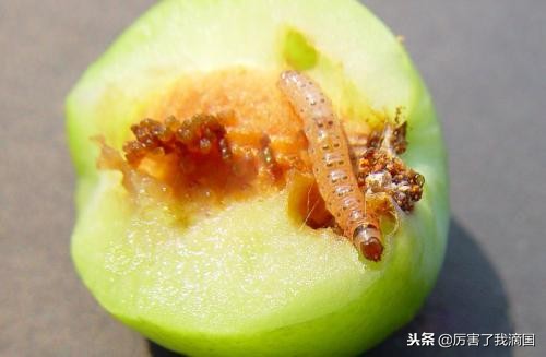 好好的苹果里面怎么烂了,苹果有虫