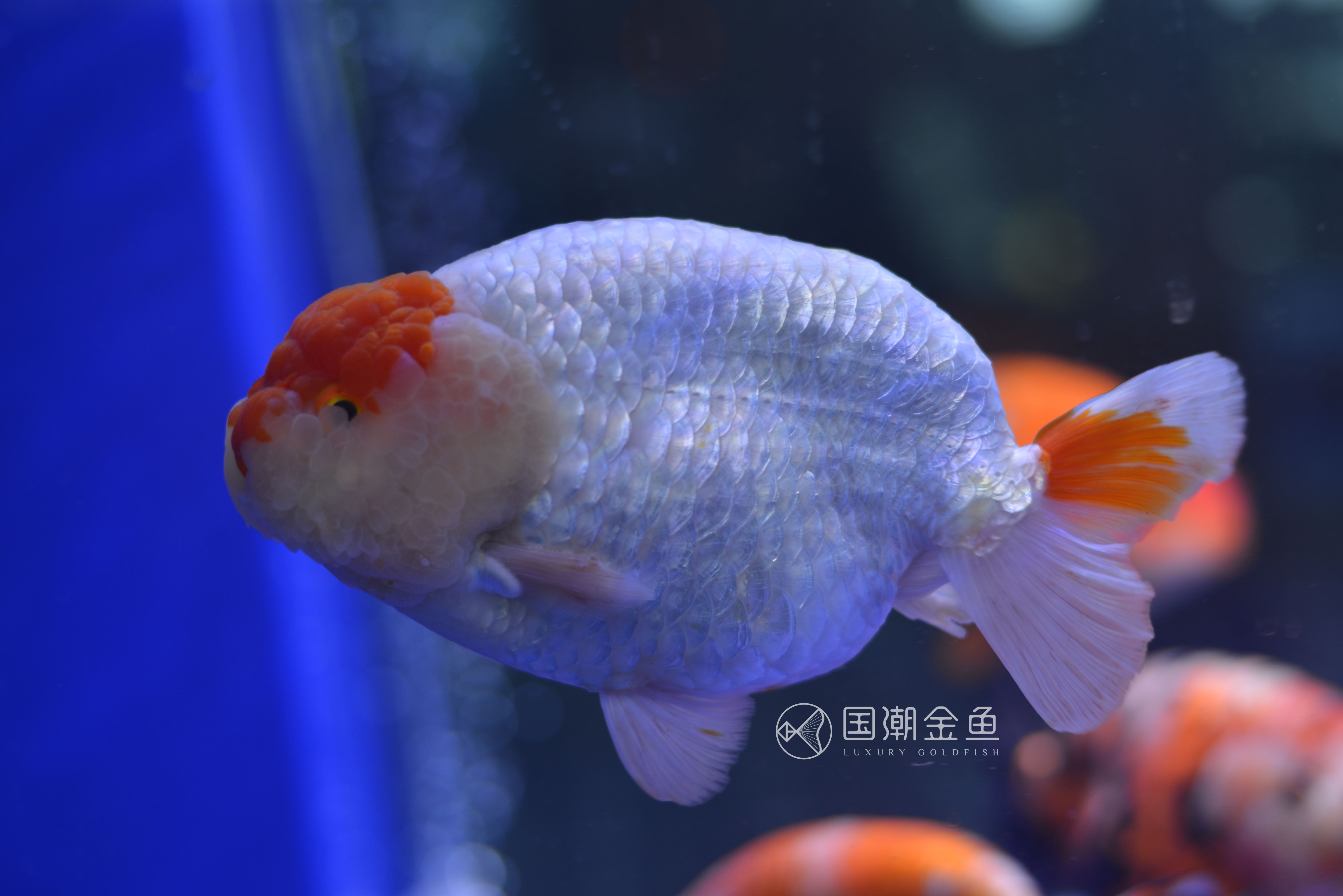 中国金鱼历史简介,中国金鱼鉴赏与文化