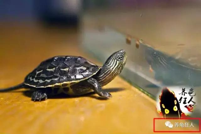 南石龟草龟花龟哪个体型大,草龟花龟珍珠龟哪个更好养