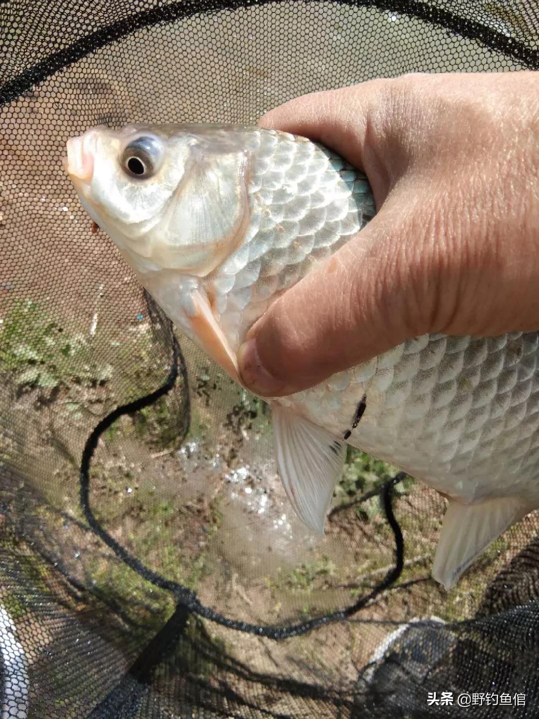 别再加小药了，水中通诱配方拿走不谢