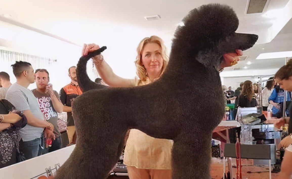 泰迪和贵宾犬有什么区别,贵宾犬和泰迪有什么区别