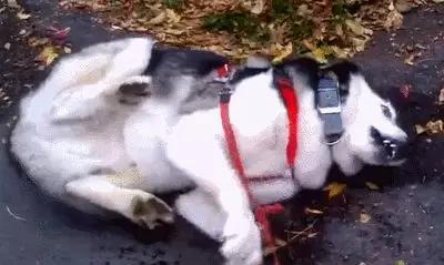 毒狗最新事件,毒狗事件需要哪些证据