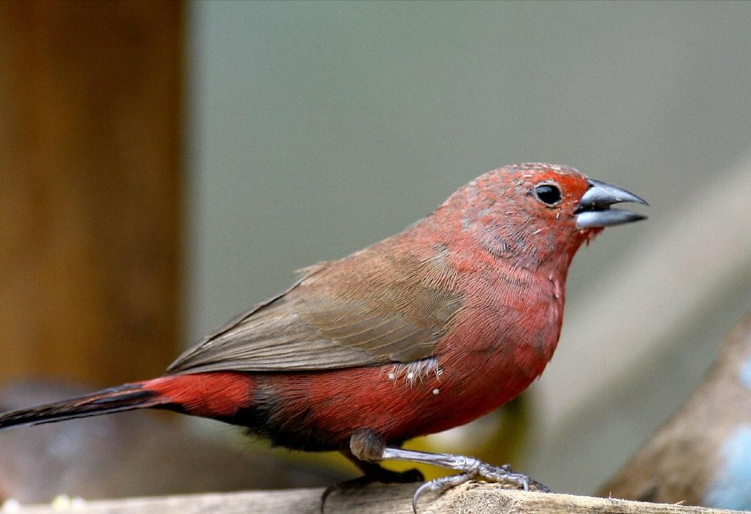 广东常见鸟类图谱和名称图文,东江揽胜鸟类