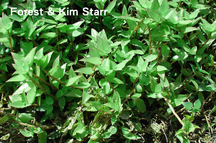 陆龟最喜欢的蔬菜,陆龟爱吃什么