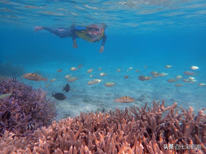 马尔代夫十大坑人岛蕉叶岛,马尔代夫神仙珊瑚岛旅游攻略