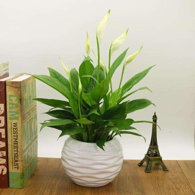 家庭养什么花卉好养又好看,适合家里养的大气的几种花卉