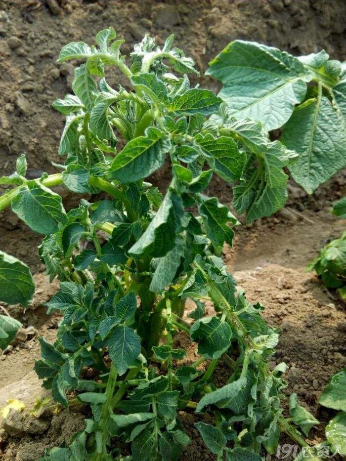 中后期马铃薯容易死苗烂叶,马铃薯枯黄萎病如何防治