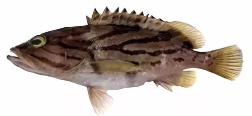 十种受欢迎的海鲜鱼类,最名贵的海鲜鱼类