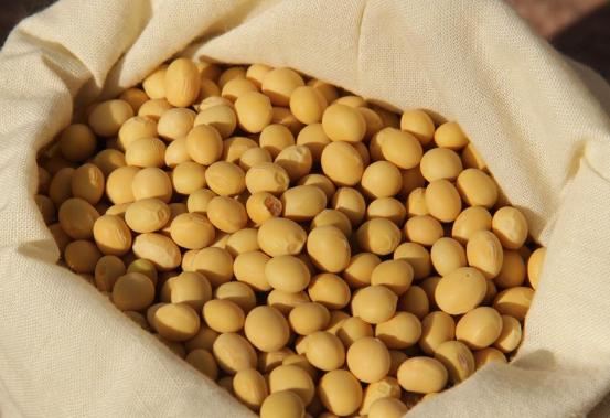 绿豆怎么生出绿豆芽,开水生绿豆芽