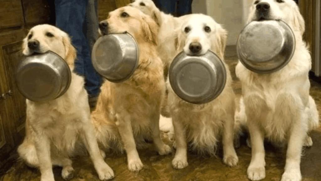 阿拉斯加犬幼犬狗粮如何挑选,怎么挑选狗粮这几点教你挑选