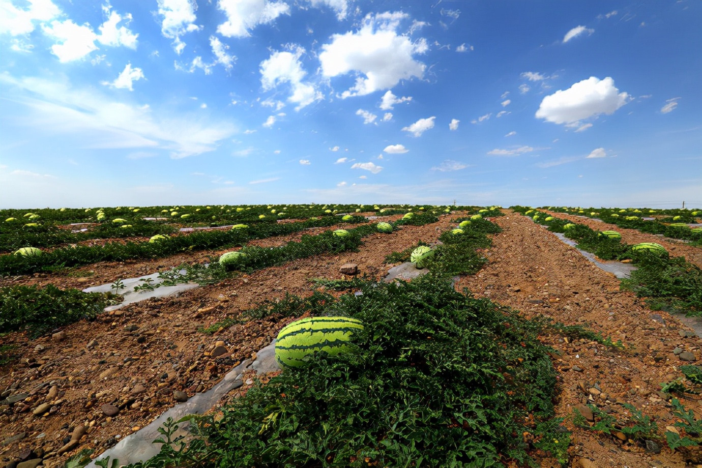 戈壁西瓜为何被禁止种植,戈壁西瓜为什么不能种