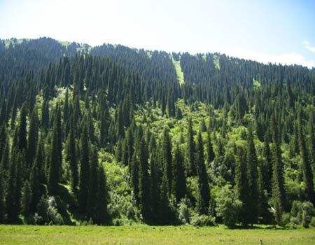 世界上最不怕火的树木,盘点世界上最厉害的树木