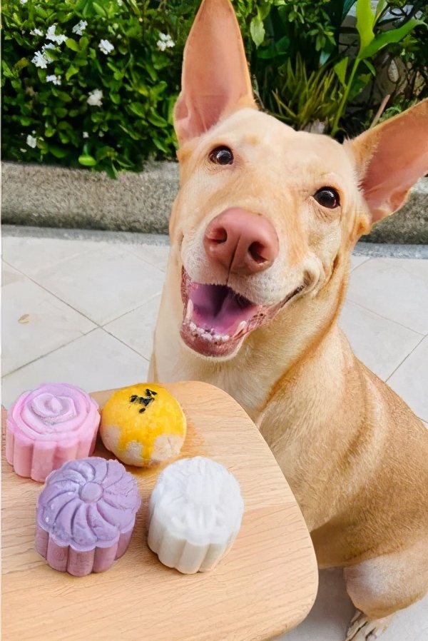 狗狗眼睛一下就睁不开了怎么回事,狗狗的眼睛突然睁不开