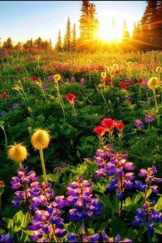 澳大利亚蚊子苍蝇,澳大利亚苍蝇泛滥成灾