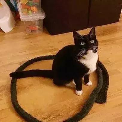 怎样可以封印住一只猫,咋样可以快速封印猫咪