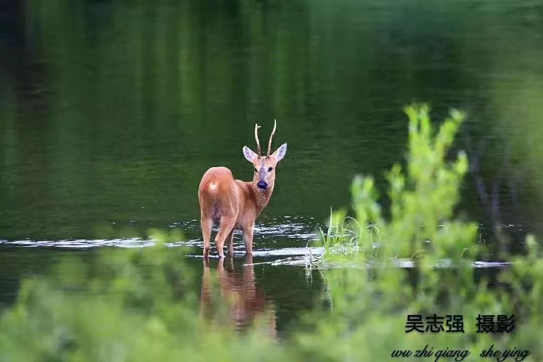 解读谜一样的大兴安岭，触手可及却又掩着神秘的面纱不肯轻易示人