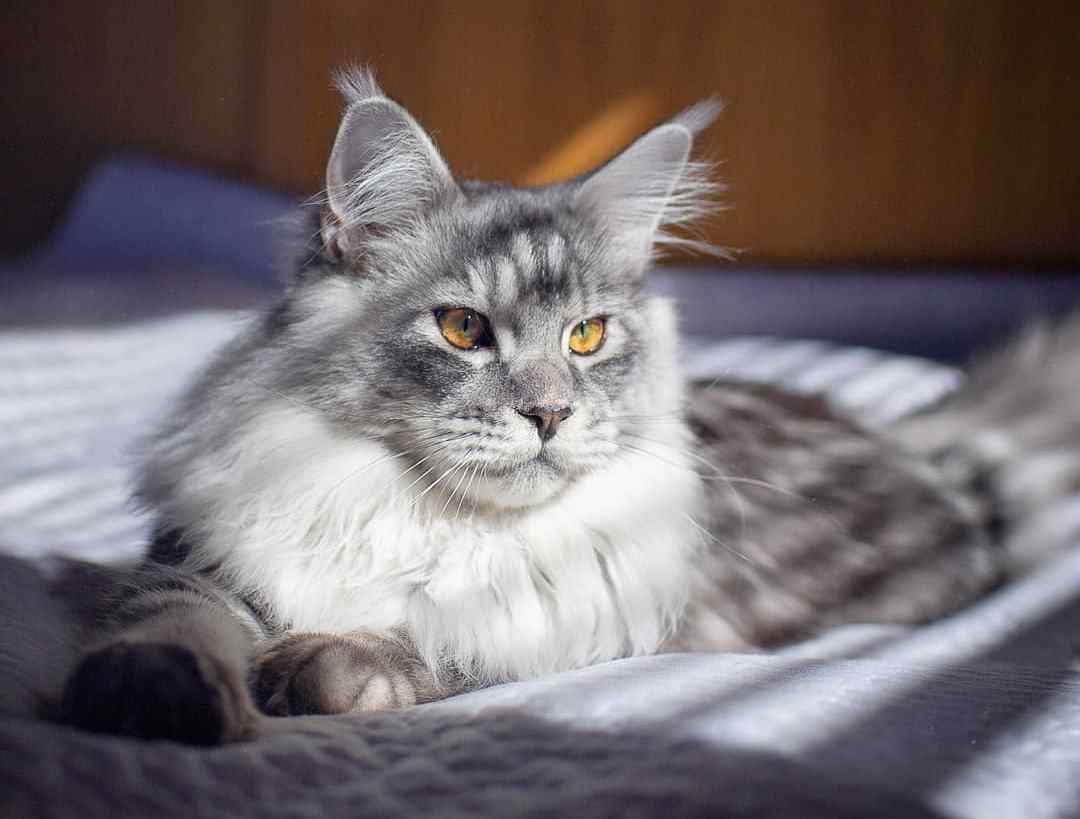 猫吃洋葱有什么反应,猫吃洋葱的症状