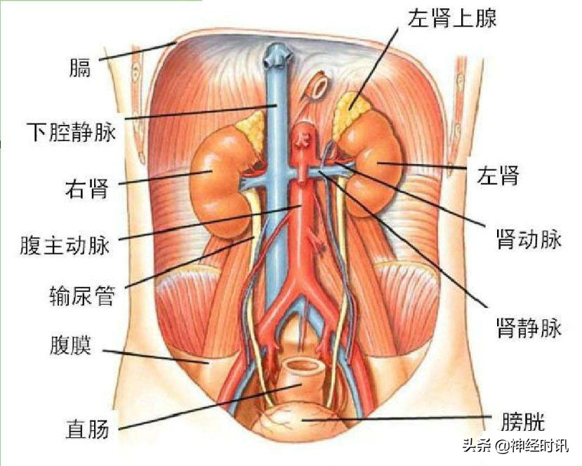 肾脏输尿管膀胱前列腺结构,肾输尿管膀胱解剖示意图