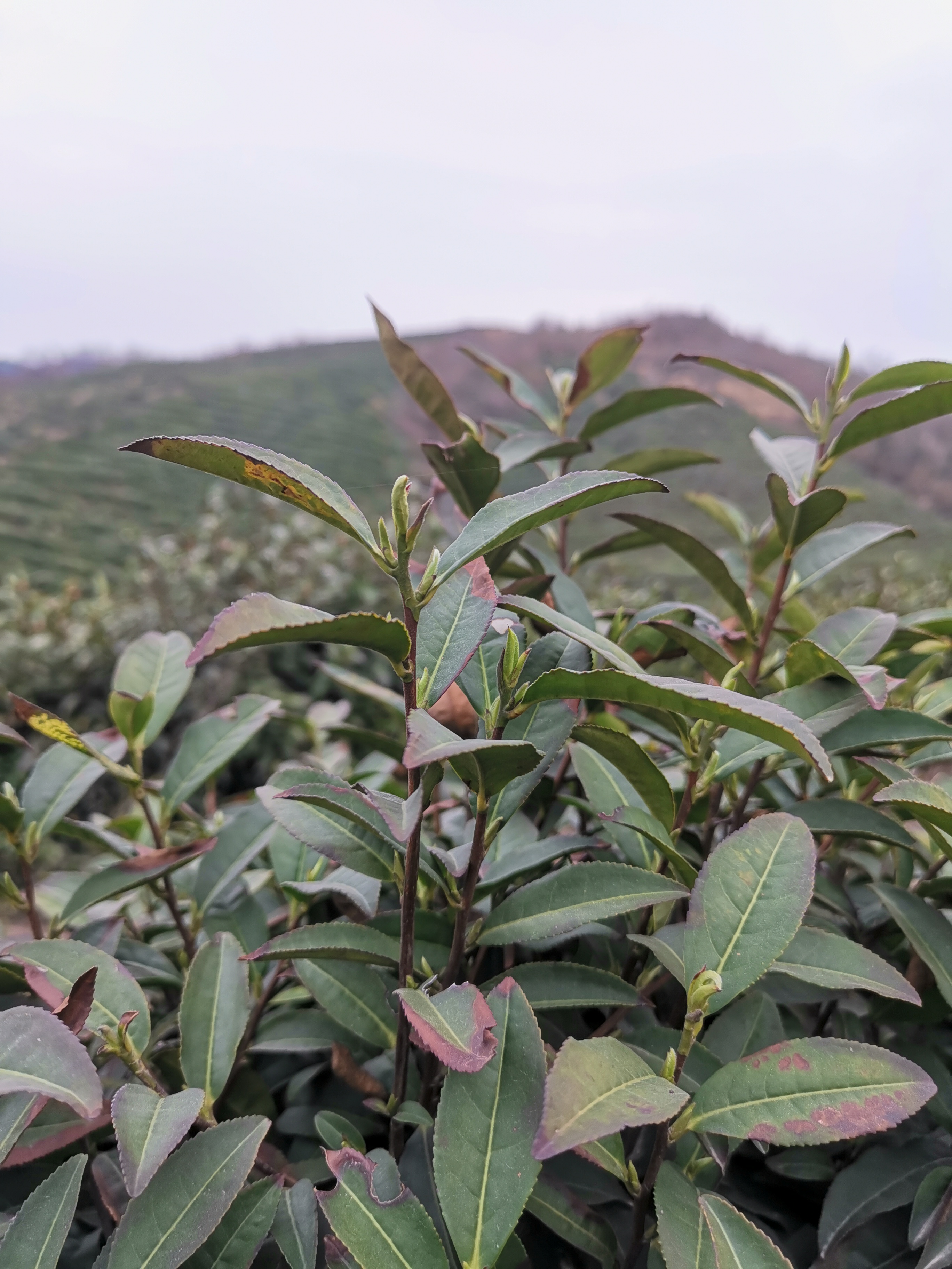 信阳毛尖深度好文——一个资深茶客谈论信阳毛尖内幕