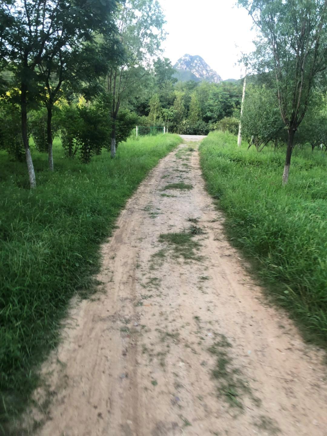 野马还是野驴,野马2.3t小野驴