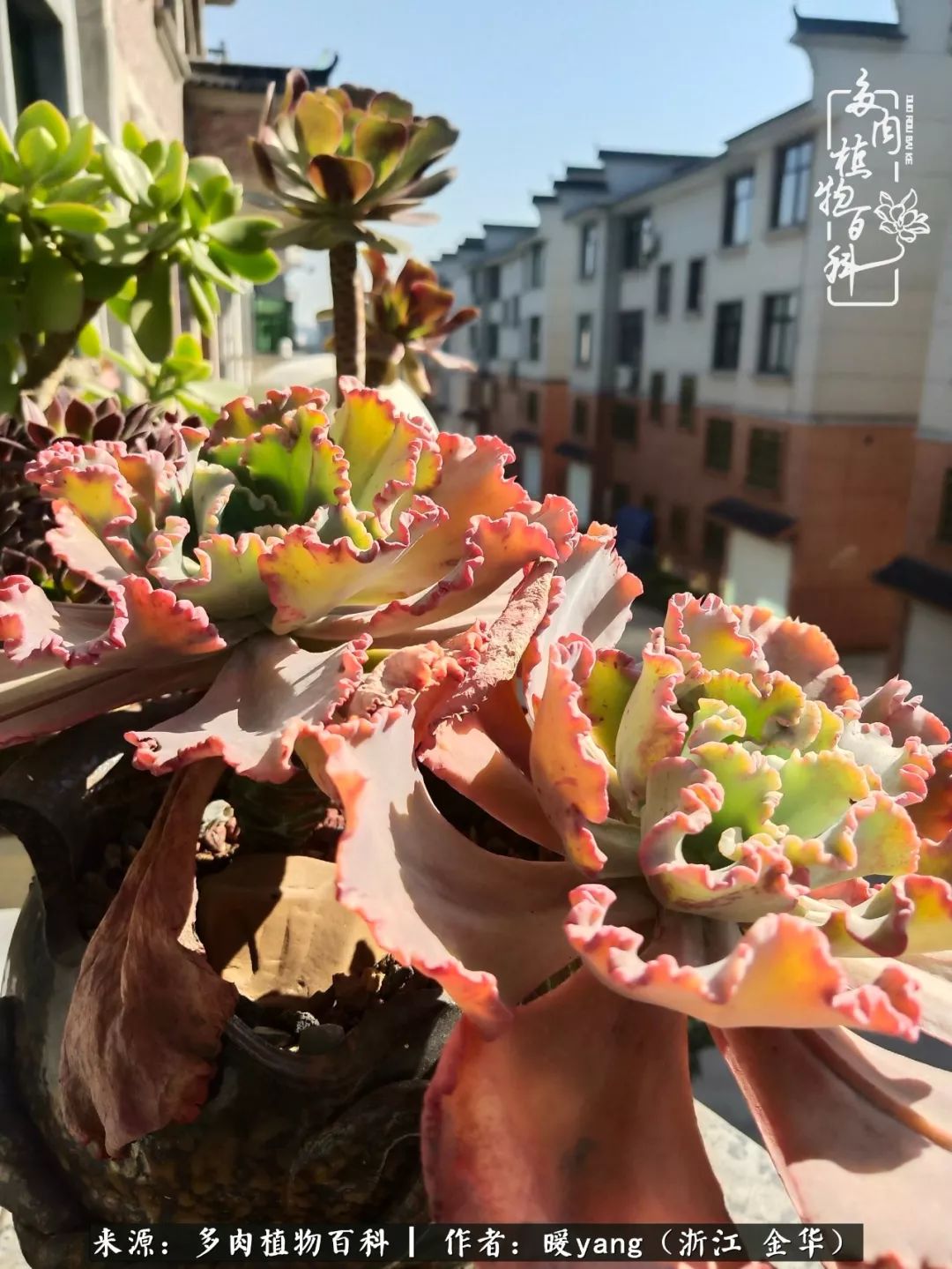 养多肉是业余的纯粹是爱好,每晚7点教您快速入门养多肉