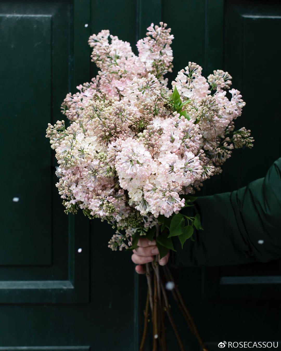 【ROSECASSOU花语笔记】紫丁香