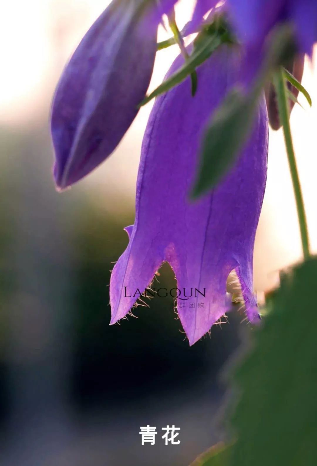 风铃草适合几月种,日本风铃耐寒温度是多少
