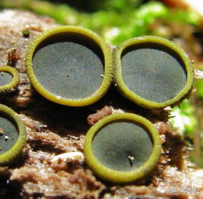 摄影彩色蘑菇,摄影师拍摄迷你蘑菇