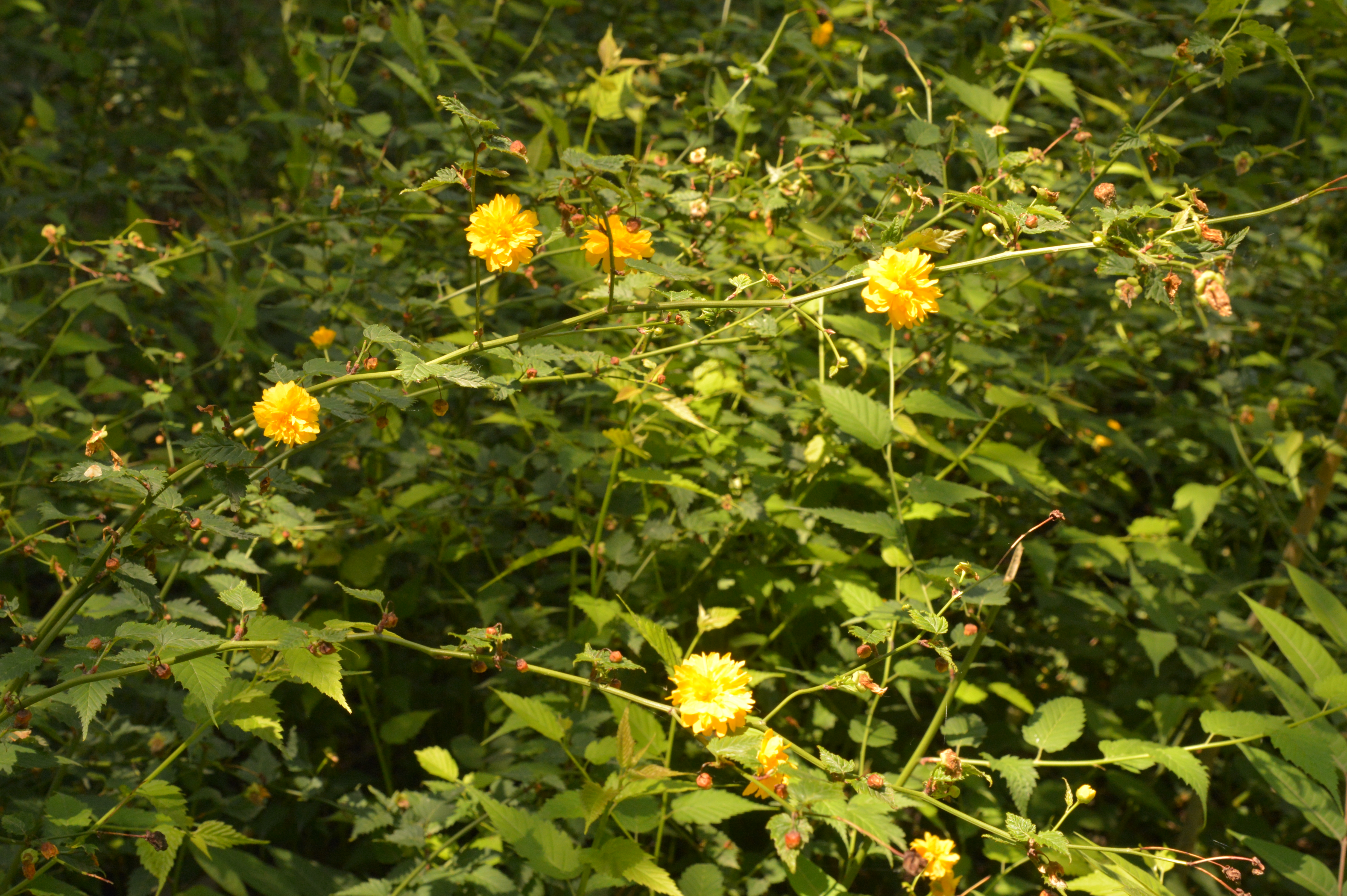 棣花贾平凹,棣花驿