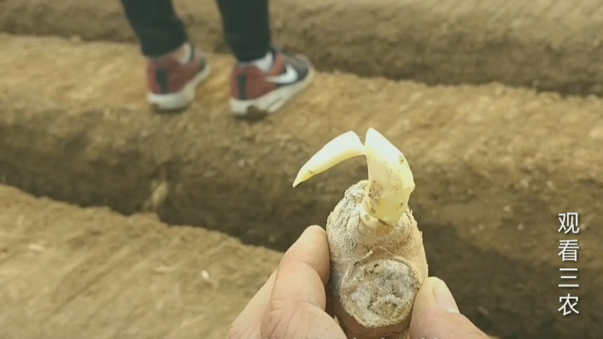 大姜下雨后怎么种植呢视频,种植大姜的正确方法和步骤