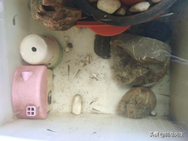 鸫龟先生新手养草龟注意什么,草龟幼龟饲养时应该注意什么