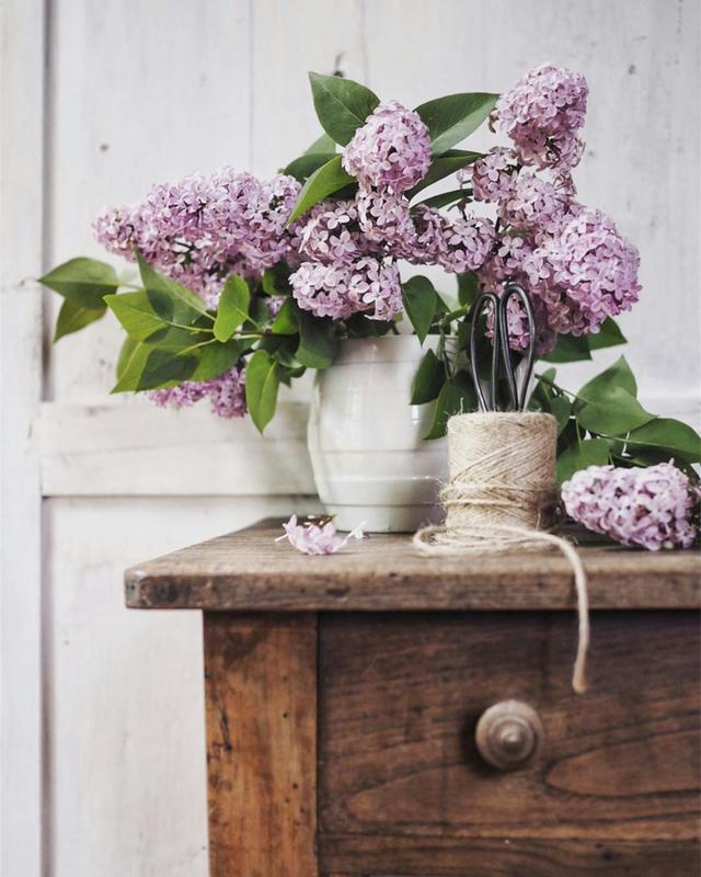 【ROSECASSOU花语笔记】紫丁香