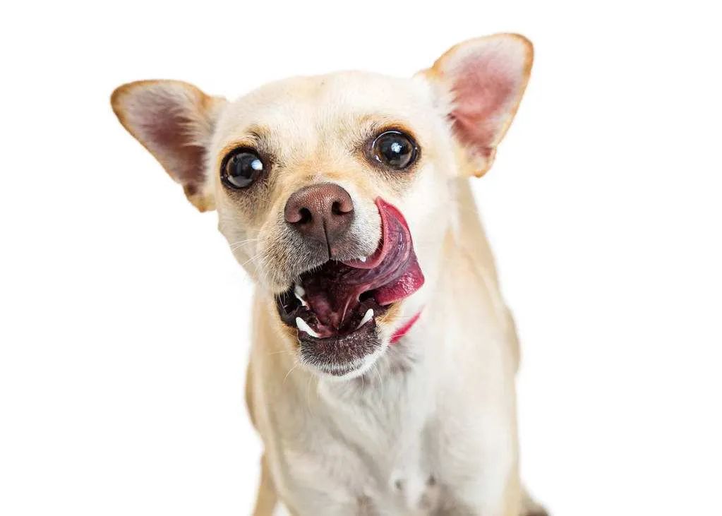 狗狗吃饭急得不得了,狗狗生病不吃饭的各种症状