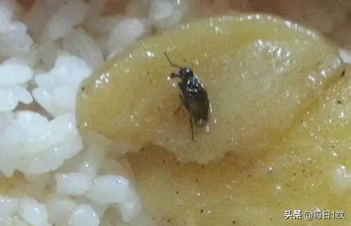 家里有苍蝇怎样能让它走开,家里有苍蝇怎么让苍蝇消失