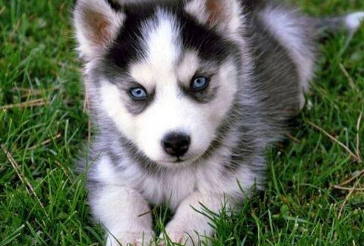 fci犬分组,fci十大组别