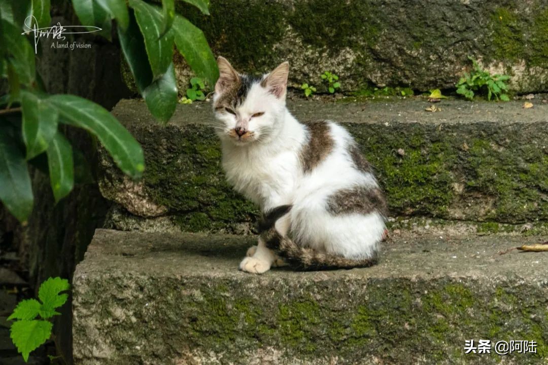 杭州第一街河坊街,杭州河坊街最繁华