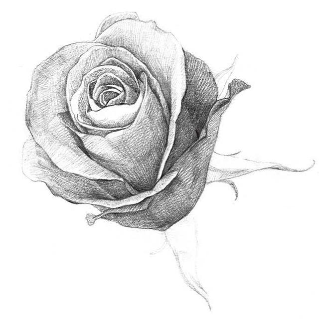 素描零基础入门教程水果,素描入门零基础教程玫瑰花