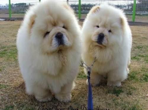 松狮犬都有什么颜色的图片,松狮犬都有什么颜色的狗