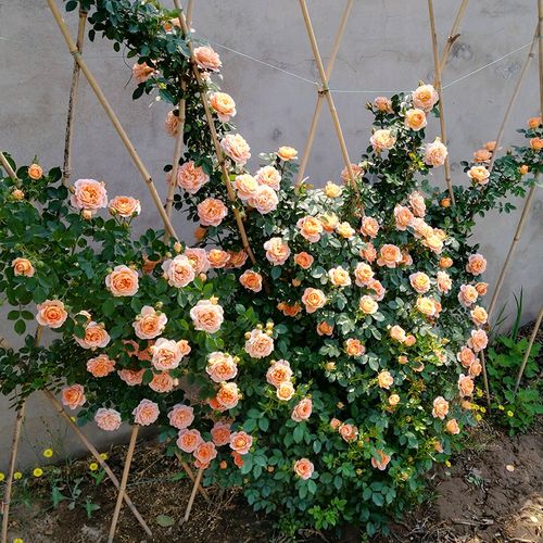 无刺四季开花藤本月季品种有哪些,耐热又耐寒的藤本月季有哪些品种