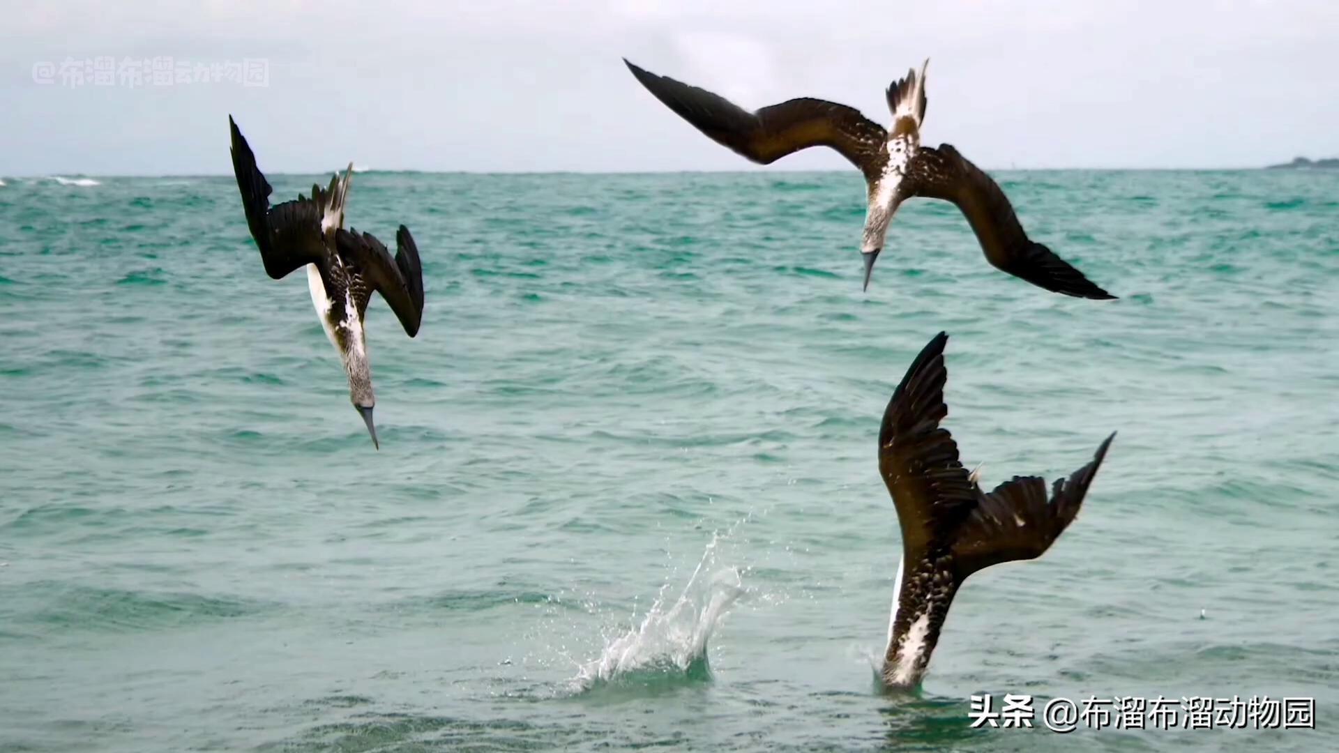 奇葩大傻鸟，凭一双蓝色大脚闯天下，鸟姑娘居然最爱油腻男