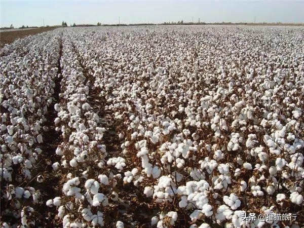 美丽富饶的新疆视频,美丽的新疆沙湾